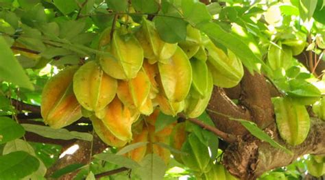 Wie Man Sich Für Star Fruit Trees Sorgt